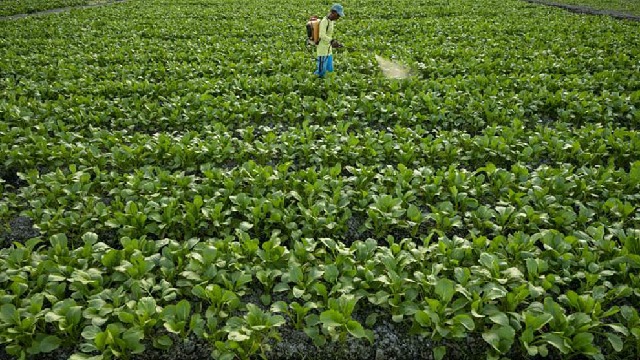 Nilai Tukar Petani Naik, Hortikultura Jadi Pendorong Utama
