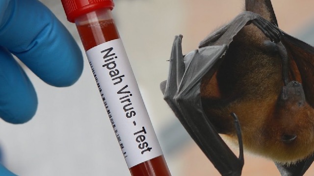 Kemenkes Tegaskan Indonesia Siaga Hadapi Potensi Penyebaran Virus Nipah, Meski Belum Ada Kasus