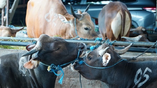Cegah Lonjakan Harga Daging Sapi, Satgas Saber Sidak RPH 