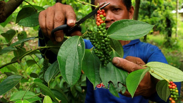 Merosotnya Harga Lada dan Dampak Peralihan Kebun Lada ke Kebun Sawit: Studi Kasus di Bangka