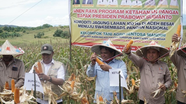 Panen Raya Jagung 100 Hektare di Aceh Besar, Tani Merdeka Dukung Swasembada Pangan
